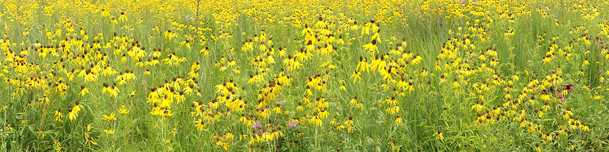 a field of yellow flowers.