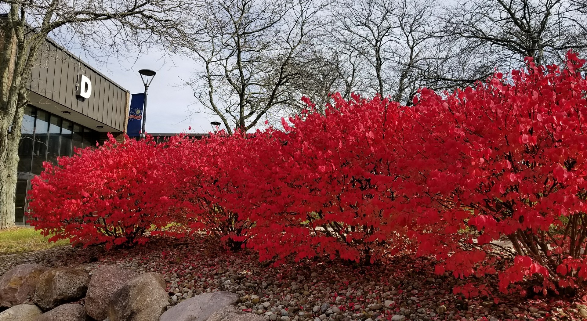 bright red bushes in front of building D.